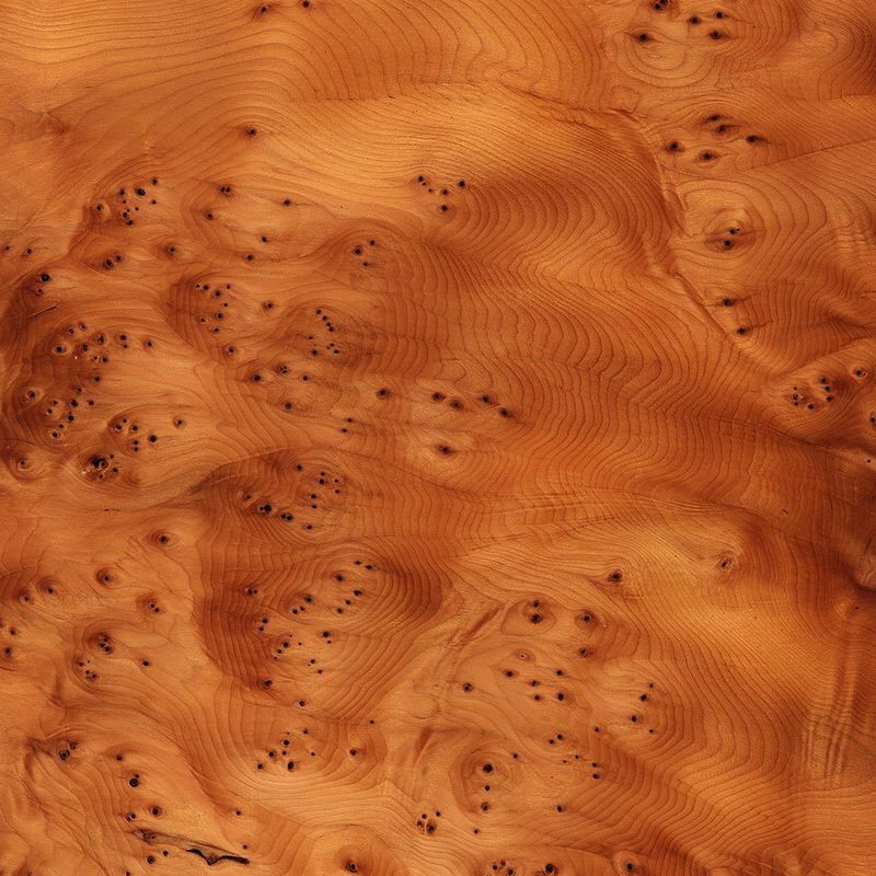 欧洲紫杉树瘤 European Yew Burl