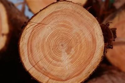 A Comprehensive Guide to Wood Knowledge: Essential for Collectors
